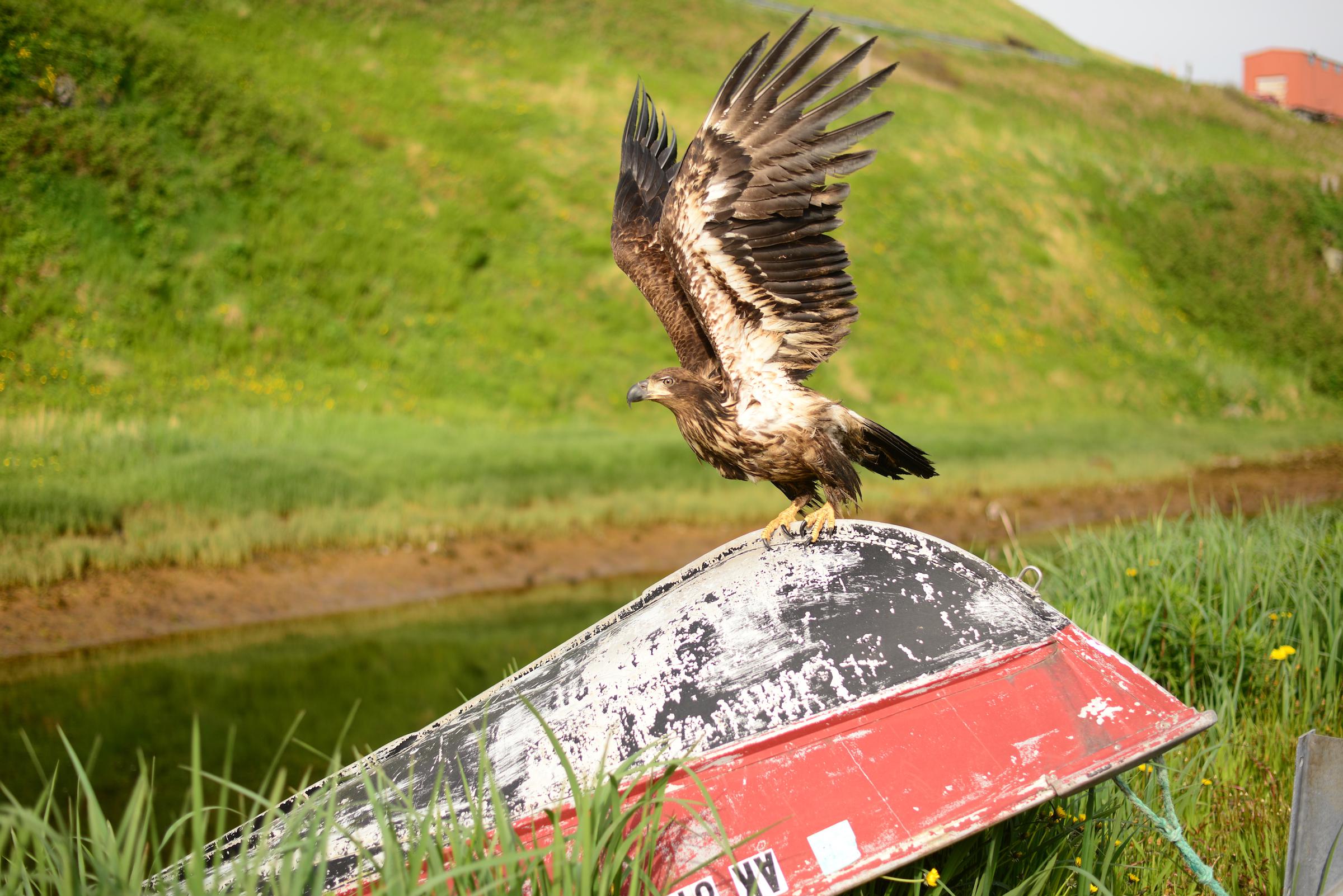 A bald eagle takes off near Unalaska Bay. (Photo by Berett Wilber/KUCB)