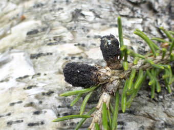 Fruiting bodies of spruce bud blight (Gemmamyces piceae) are shown on white spruce near Anchorage. (Photo by Lori Winton/U.S. Forest Service)