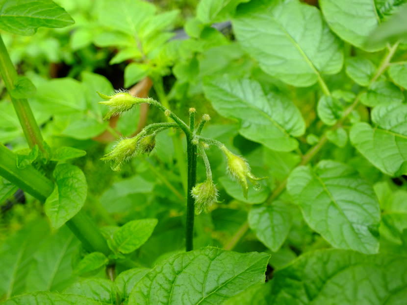 Flower buds form on potato plants in a North Douglas garden