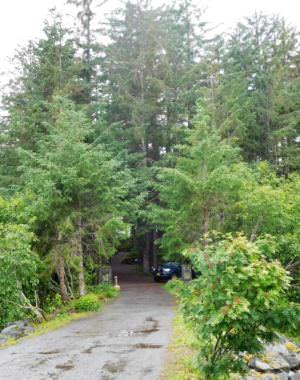 The first trees hit by spruce bud blight were found at the Shrine of St. Therese, a Catholic church and landmark in Juneau. (Photo by Ed Schoenfeld/CoastAlaska News)