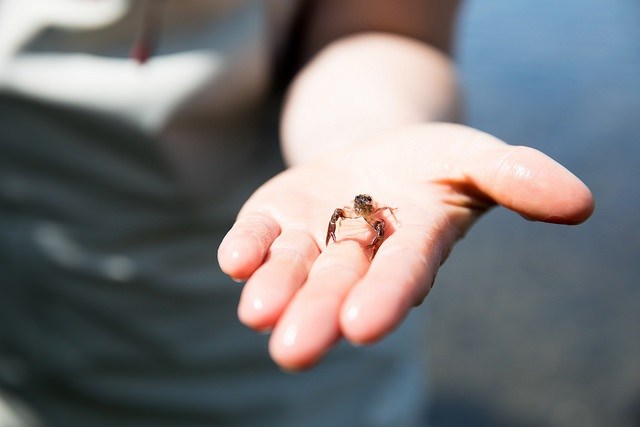 Signal crayfish are not native to Alaska. Discovered in the Buskin River in 2001, the population is now well established and breeding. (Photo courtesy Lisa Hupp/USFWS)