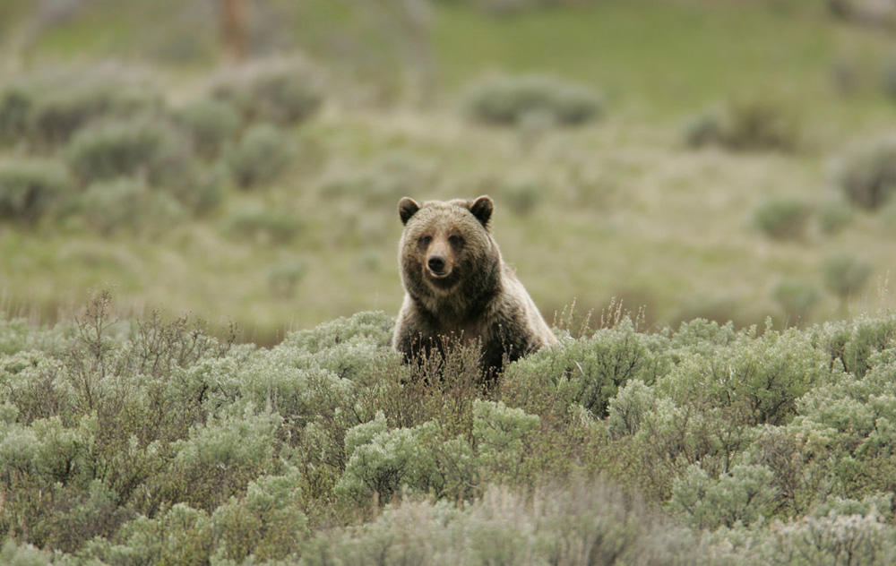 The Yellowstone grizzly bear has been delisted from the Endangered Species Act. (Photo courtesy Jim Peaco/Natioanl Park Service)