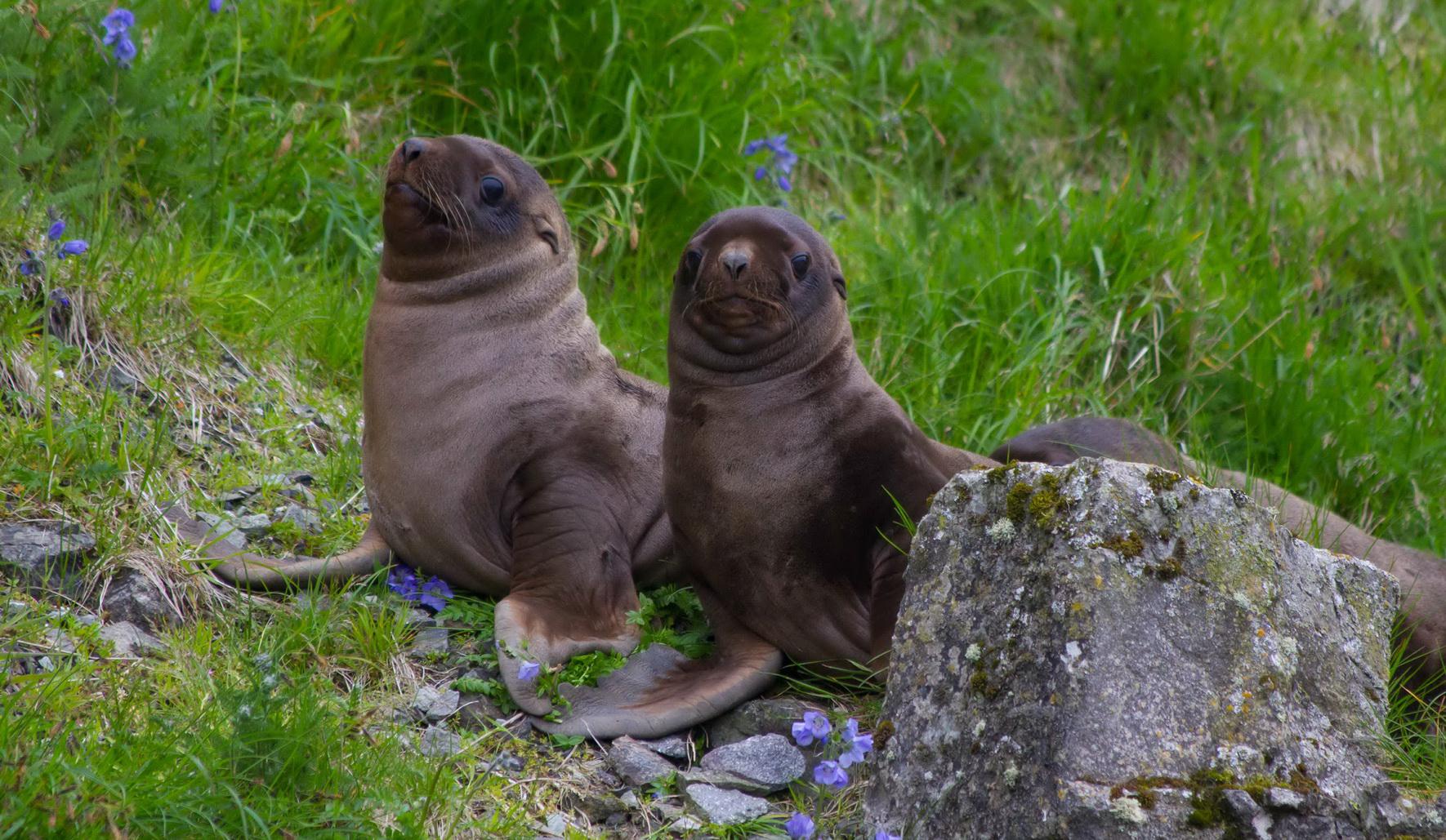 Sea lion pups rest on an Aleutian Beach. (Photo courtesy NOAA)