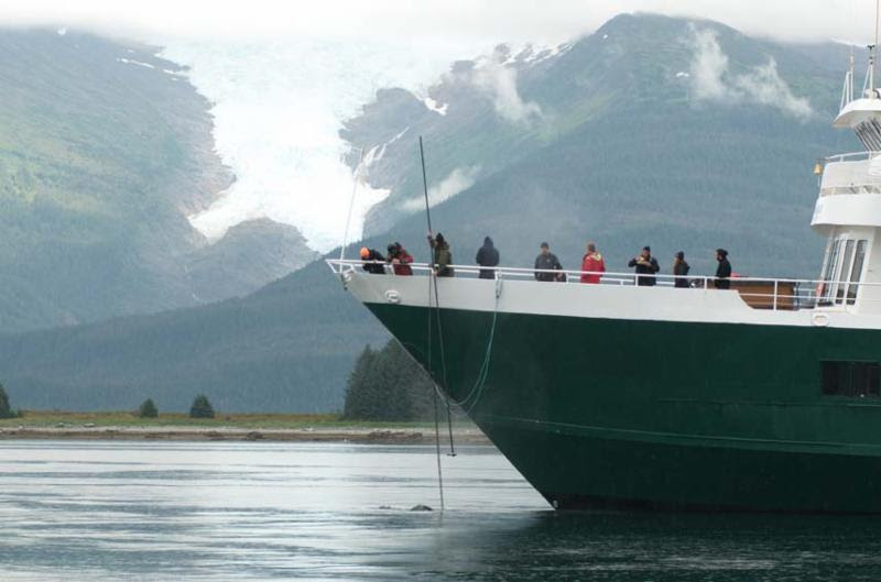 NOAA-trained marine mammal responders collect a sample from the exhalation of an entangled a humpback whale on Sunday, August 27, near the mouth of Tracy Arm, Alaska. (Photo courtesy of John Moran/ NOAA Fisheries)