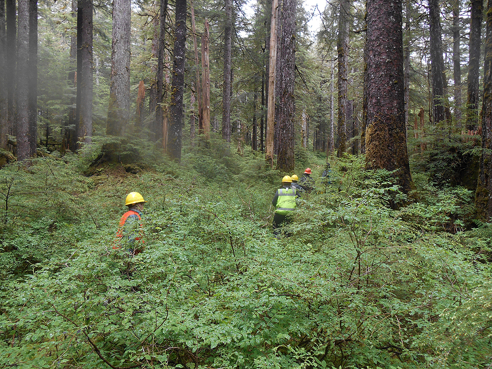 A U.S. Forest Service timber crew on Kosciusko Island (Photo courtesy U.S. Forest Service)