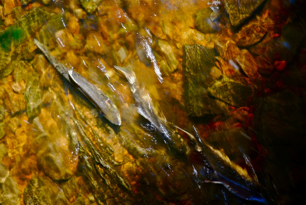 Pink salmon swim in Cabin Creek on eastern Mitkof Island. (Photo courtesy Cindi Lagoudakis)