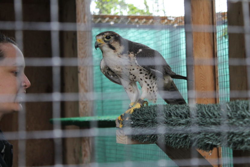 Zilla the hybrid Lanner Saker falcon perches during training with Sidney Campbell.