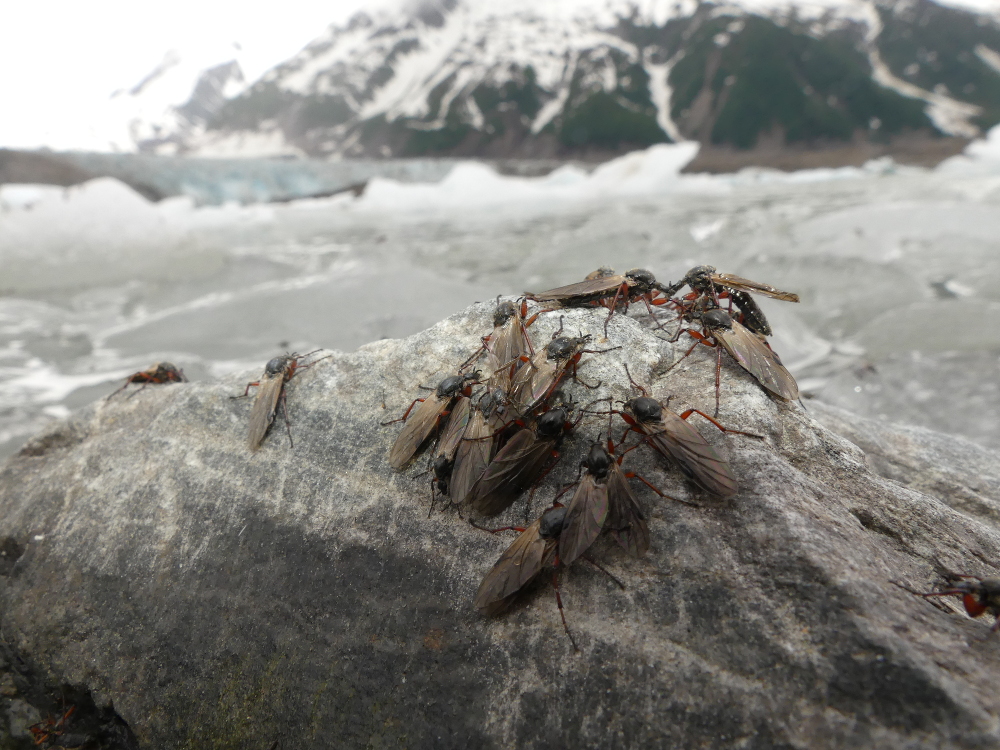 March flies congregate on rocks and ice bergs near the Walker Glacier in Glacier Bay National Park in June 2017. (Photo courtesy John Hudson)