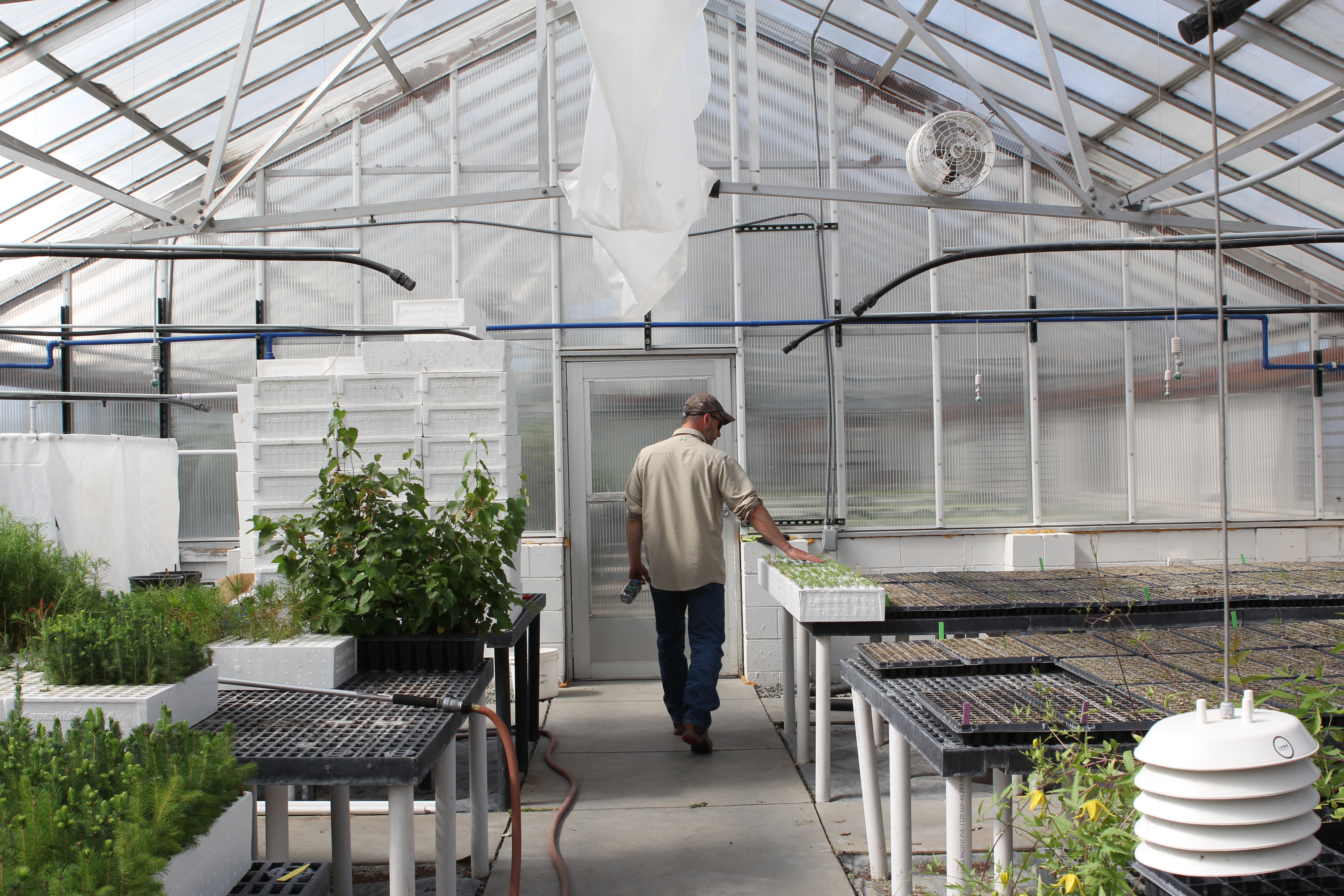 Rob Carter, head of the industrial hemp pilot program, walks through a greenhouse at the Alaska Plant Materials Center outside of Palmer. He thinks an industrial hemp industry is viable for Alaska. (Photo by Erin McKinstry/Alaska Public Media)