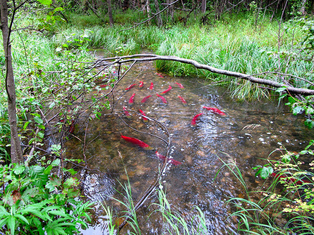20181101_sockeye_fws