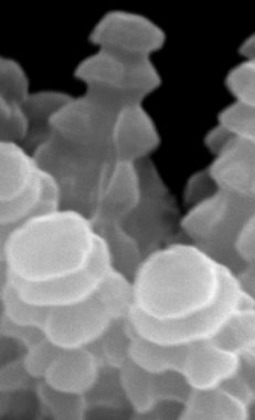 Close-up of spines on spore