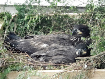 Peanut is estimated to be about seven weeks old and is smaller than the other young eagles at the Raptor Center. Peanut, front is pictured here with Bug, back, a rescue from Sitka.