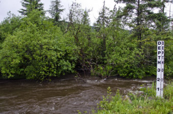 Rising water rushes along next to Montana Creek road, however the water did not rise enough to cover the road.