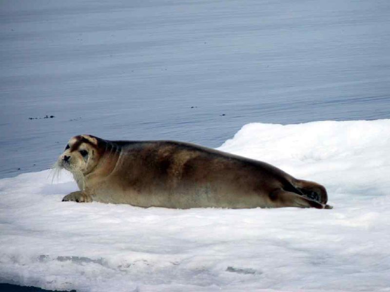 Bearded Seal in Svalbard