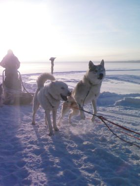 Dog sled