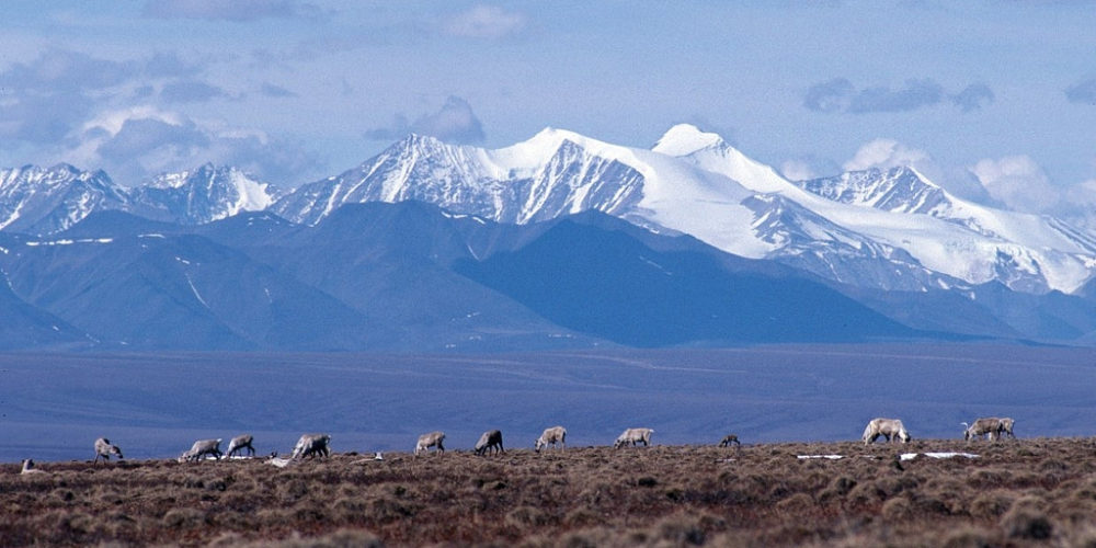 Caribou graze on the coastal plain of the Arctic National Wildlife Refuge, with the Brooks Range as a backdrop in October 2010.