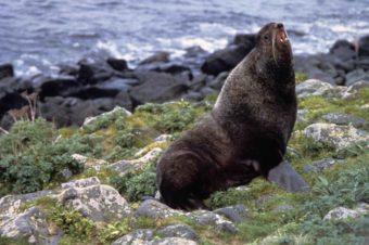 Northern Fur Seal