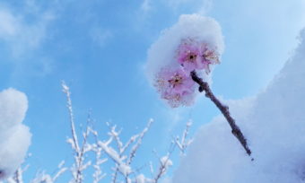 A snow-covered cherry blossoms at the Yuyuantan Park in Beijing, China. Li Xin /Xinhua /Landov