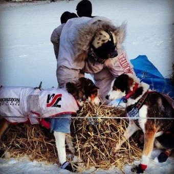 Aliy Zirkle beds down her team in Koyuk.