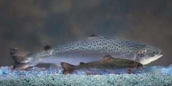 A genetically modified salmon seen next to a wild salmon. The fish are bio-engineered to grow twice as fast. (Photo courtesy Rep. Geran Tarr)