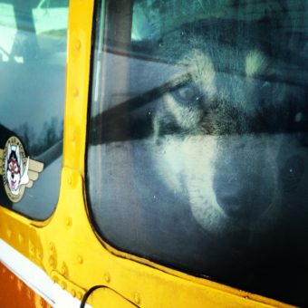 Iditarod dogs are flown out of checkpoints if and when mushers drop them. Credit Emily Schwing / KUAC