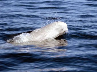 Beluga Whale