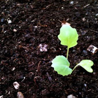 KTOO Garden Sprout