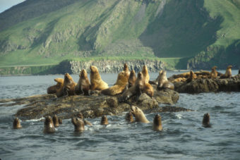 ellar Sea Lion