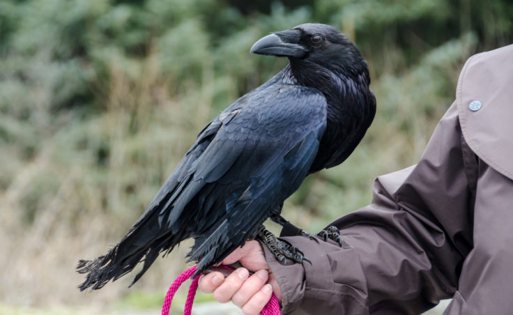 Blueberry sits on Sandy Harbanuk's arm