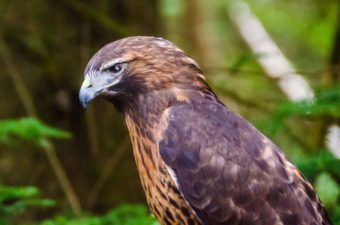 Brutus the red-tailed hawk