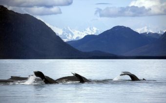 Whales in Glacier Bay