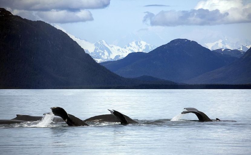 Whales in Glacier Bay