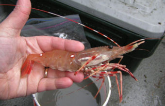 Spot shrimp.