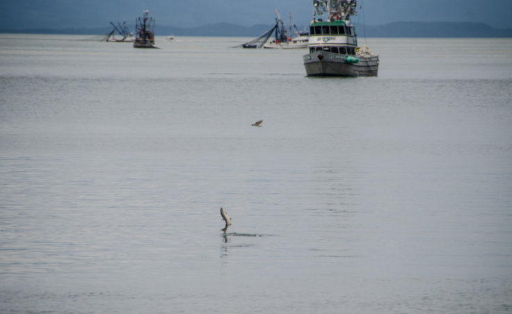 Salmon were jumping out of the water in Amalga Harbor.