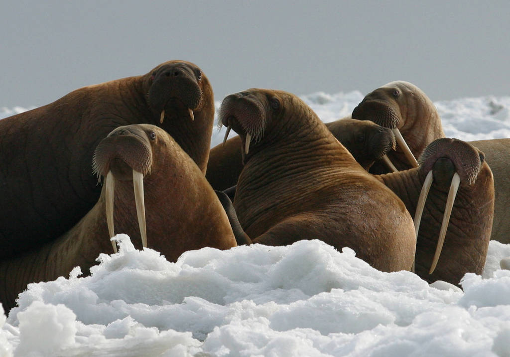 (Photo by Joel Garlich-Miller/USFWS)