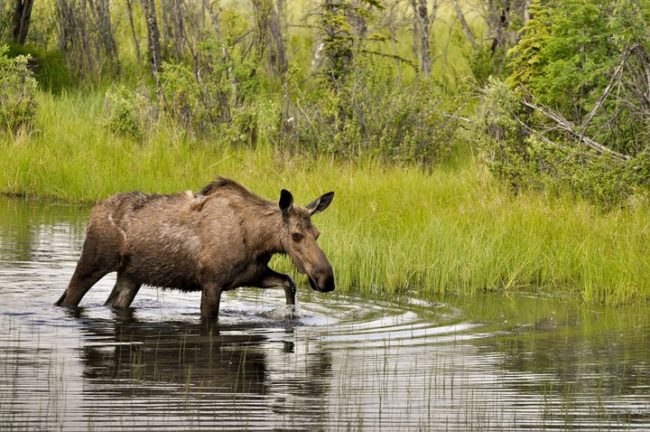moose