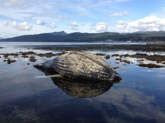 The dead whale was first reported around September 1st in Keku Strait near Kake.