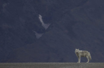 Alaska Wolf
