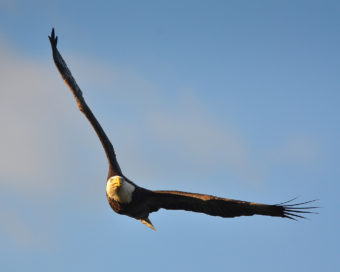 Bald Eagle