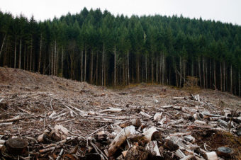 A clearcut forest near Eugene, Oregon.