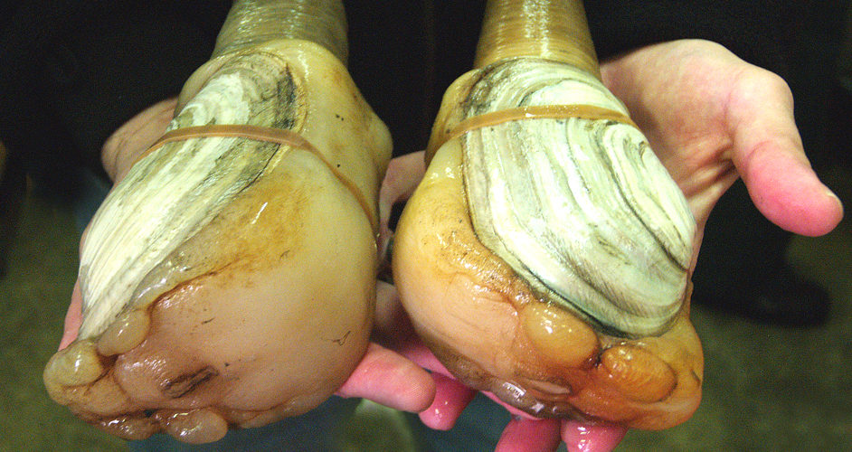 Geoducks are the largest burrowing clam in the world and can also live more than 100 years. (Photo courtesy USDA)
