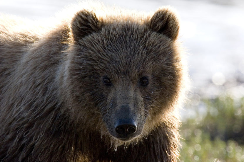 McNeil River is one of the largest gatherings of brown bears in the world. (Photo by Carl Chapman)