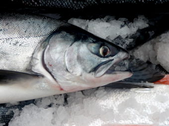 Salmon