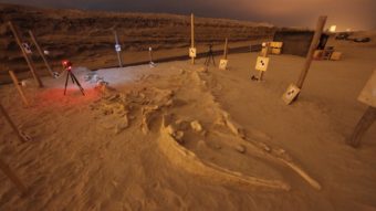 The fossilized remains of a whale that washed up on a shore in what's now Chile more than 5 million years ago. Vince Rossi/Smithsonian Institution
