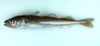 Arctic cod. (Photo courtesy of NOAA)