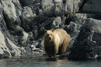 Where glacial ice has most recently retreated, Glacier Bay’s bears rely on the intertidal area for food. (Photo by Tania Lewis)