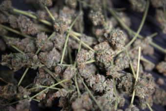 Marijuana is stored in bins for trimming and packaging in preparation to be sold retail at 3D Cannabis Center, in Denver. Brennan Linsley/AP