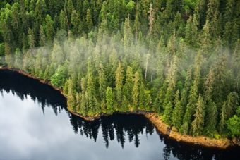 The Forest Service's direction to produce a plan that is “ecologically, environmentally, and economically sustainable” is a significant challenge, as managers reckon with a forest that is huge, but also fragile.
