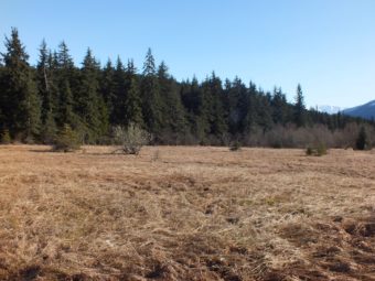 Pederson Hill