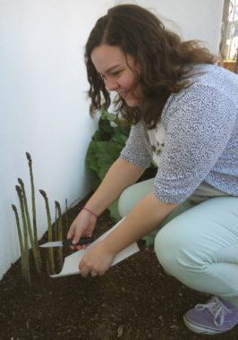 Sarah harvests asparagus